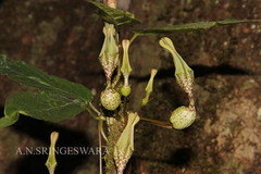Ceropegia decaisneana